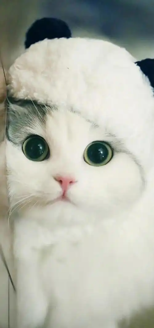 小猫可爱图片,小猫可爱图片 呆萌(猫咪壁纸‖好可爱呀)