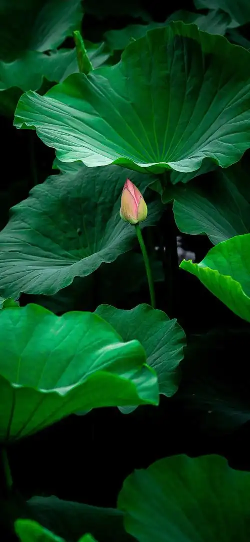 "绿色护眼"系列.#高清壁纸4k全屏60帧 #iphone1 - 抖音