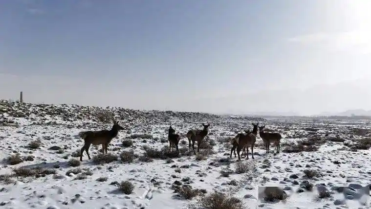 野生天山马鹿现身和硕县国家级塔什汗湿地公园