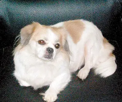 怀孕"狗妈妈"急寻主人(图)