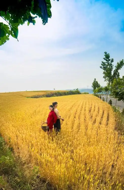 初夏田野泛起了金色麦浪麦田中唯美人像摄影