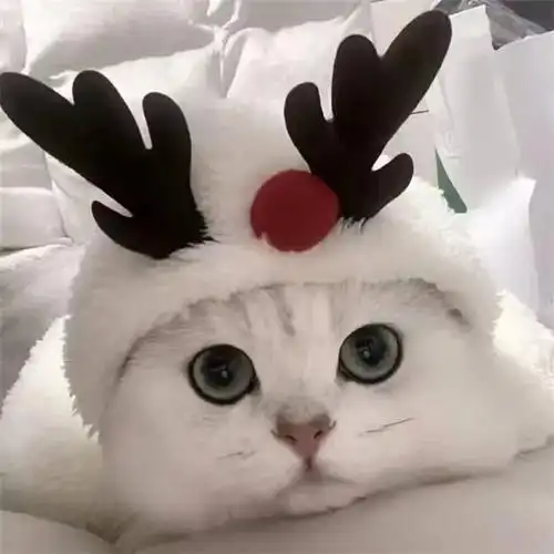 干净唯美可爱萌猫咪治愈系头像图片_动物头像_头像屋