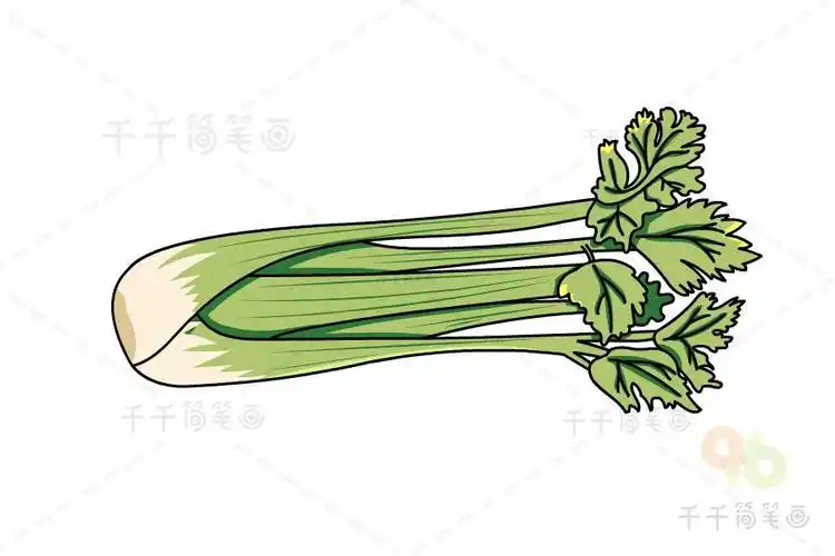 芹菜简笔画画法