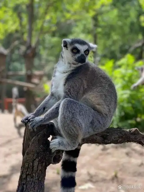 动物园里有什么?长颈鹿,大老虎,小猴子……等等.