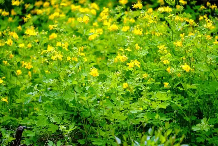 家属区漫步赏花5白屈菜