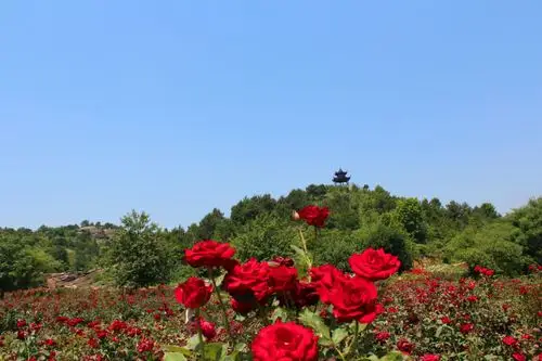 众寻你来 写美篇  在此,除了拍到美丽的玫瑰花,还拍到一些美丽的风景