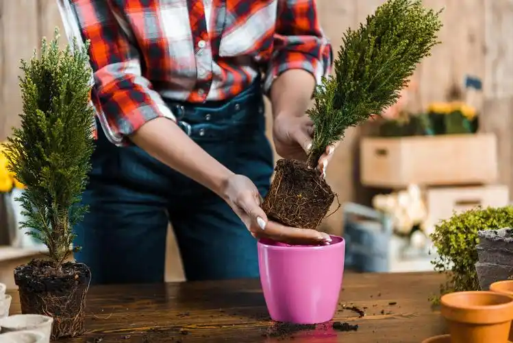 妇女将绿色植物移植到盆里