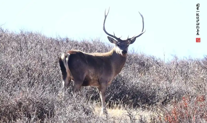藏马鹿! 国家一级保护动物!