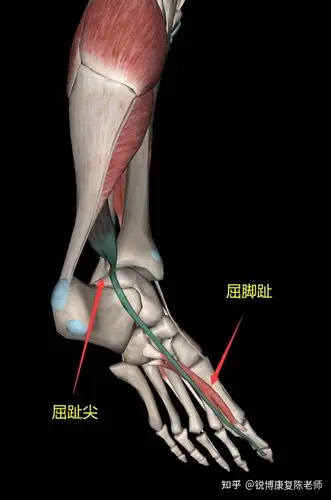 科学抠脚足弓作用只有稳定吗