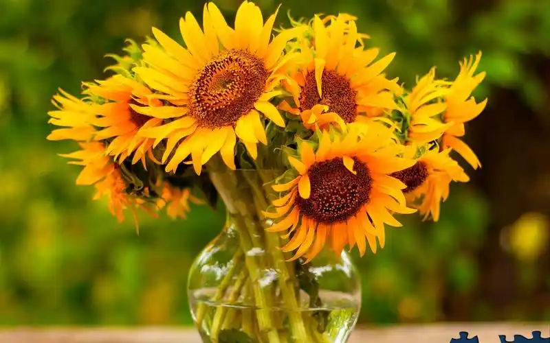 【拼图】向日葵就是最好看的花!