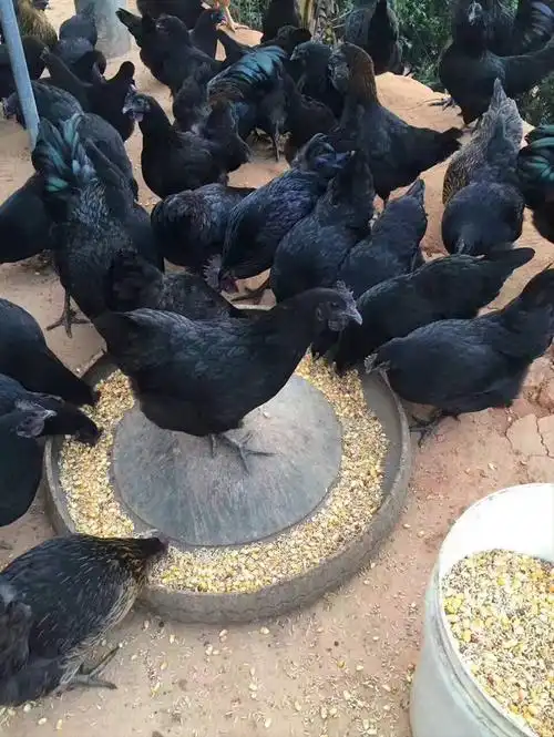 五黑鸡苗主营项目