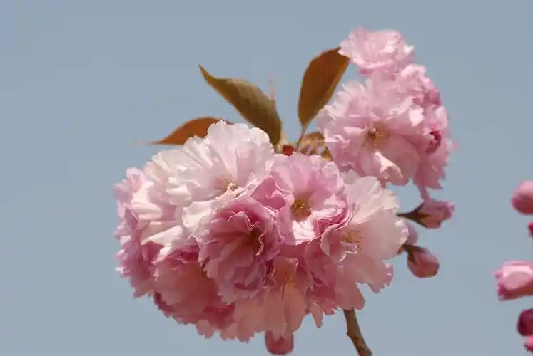 春天的花朵15-八重紫樱