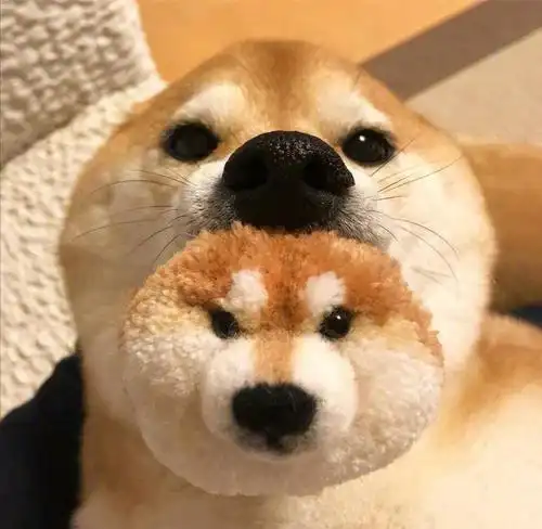 柴犬情侣头像一左一右_逗比柴犬恶搞头像-rfid信息网