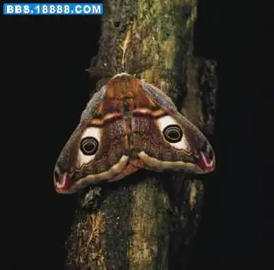 这是什么蝴蝶 叫什么名字 有毒吗