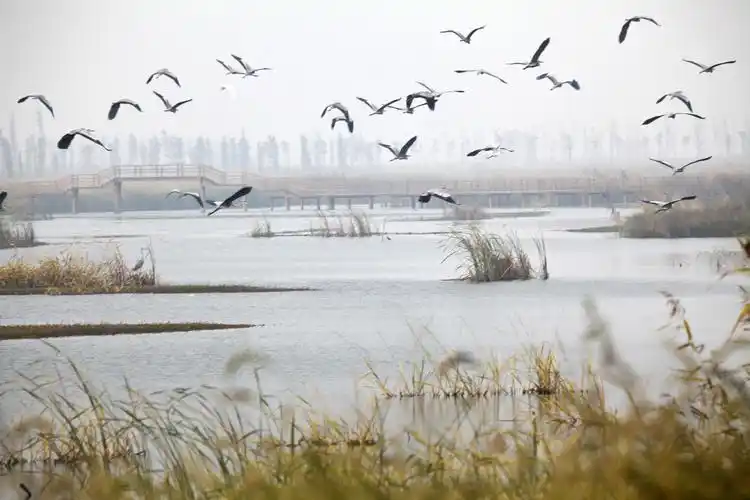 溧阳长荡湖国家湿地公园获正式授牌_工作动态_常州市自然资源和规划局