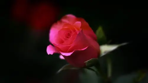 唯美花卉微距摄影高清桌面壁纸