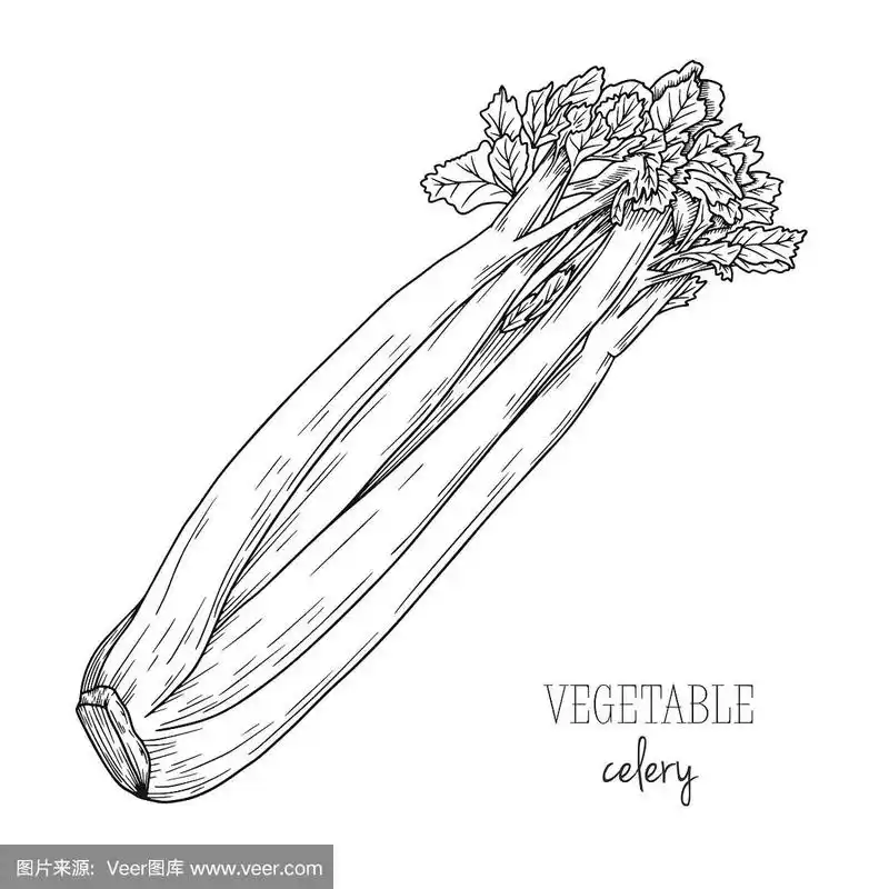芹菜,草图,绘画插图,矢量,白色背景