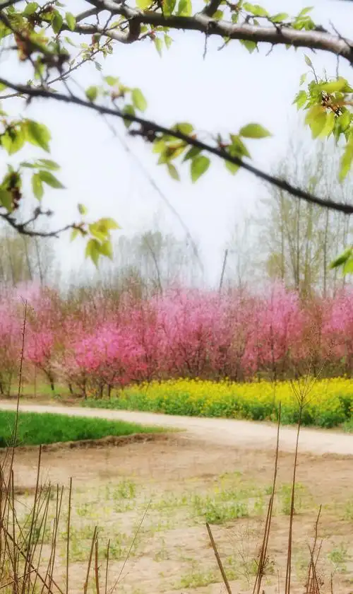 小乡村的桃花林