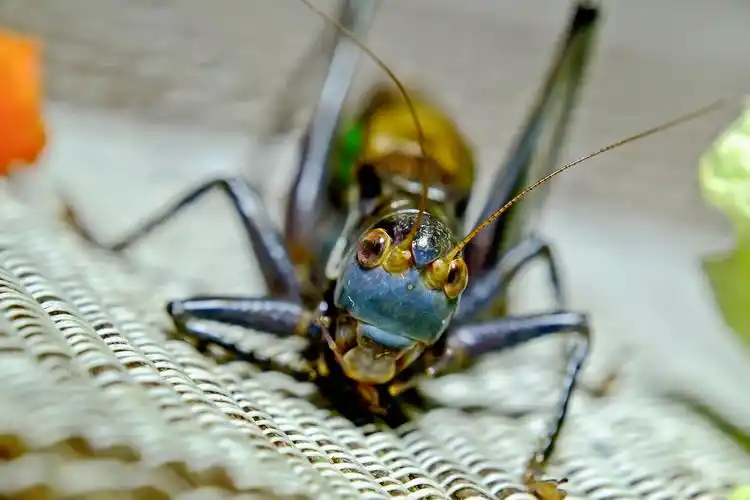 微距摄影---蝈蝈