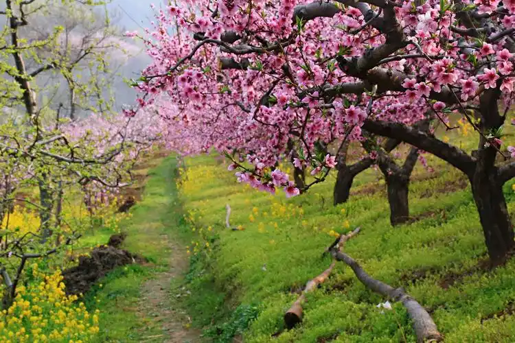 十里桃林 万亩桃花!鄠邑·柳泉·东岭美爆了