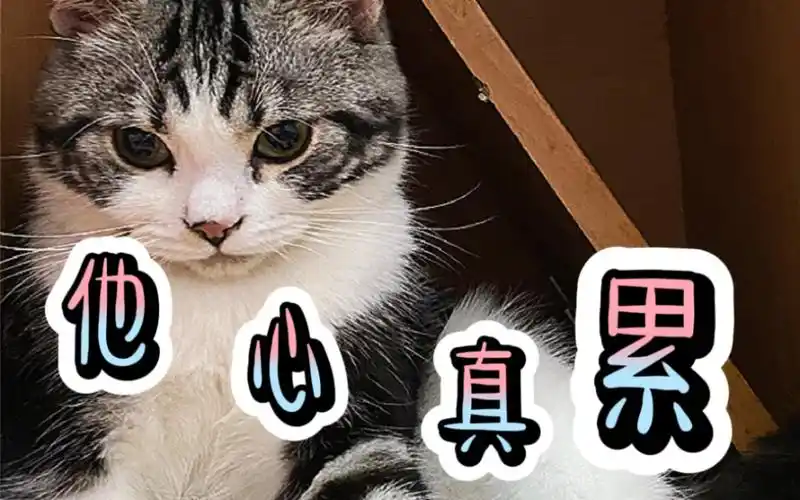 小猫咪也有烦恼 只是它不会发朋友圈(.﹒15︿﹒15.