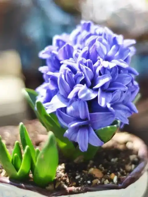 风信子的花语 风信子的花语(蓝色风信子的花语) 生活