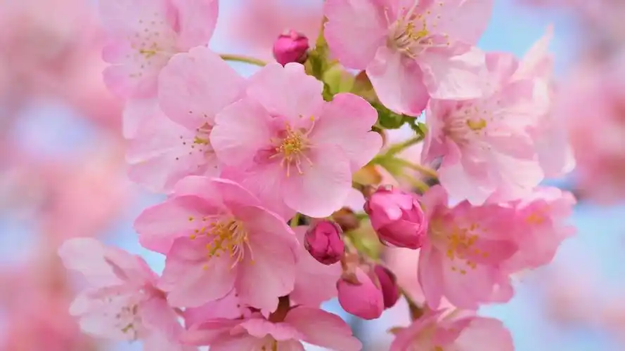 唯美浪漫樱花风景桌面壁纸