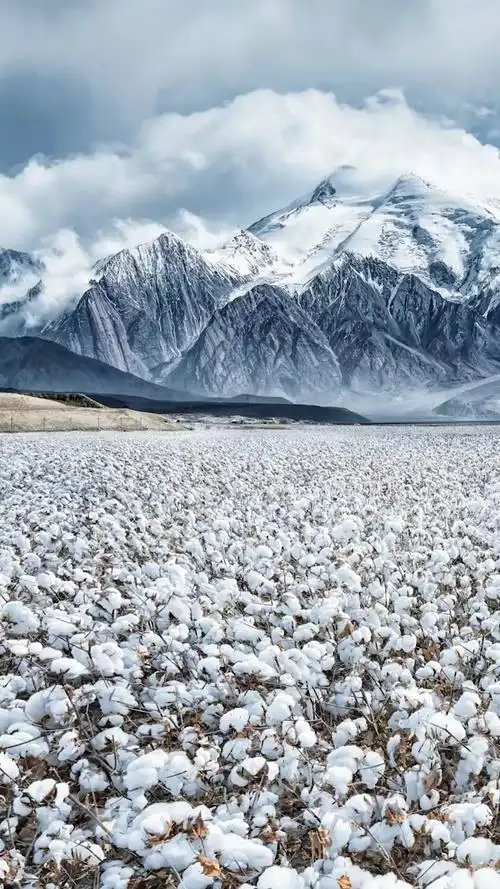 这是咱们新疆雪白的棉花,我们新疆好山,好水,好地方!