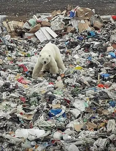 未满 2岁北极熊跋涉1500公里只为俄罗斯的垃圾!