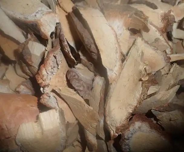 正宗白猕猴桃根野生藤梨根中药材500g 老树根切片5斤包邮