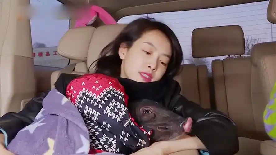 当明星遇上"猪"!宋茜带宠物猪逛街,王一博和猪拍广告太搞笑