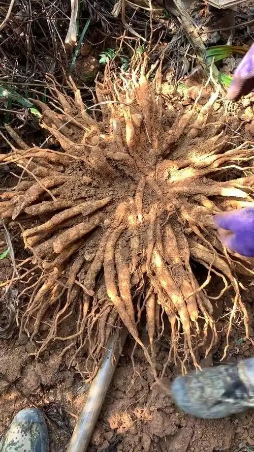 百部是一种有着悠久历史的植物,其根茎肉质长纺锤形,簇生,外皮黄褐色