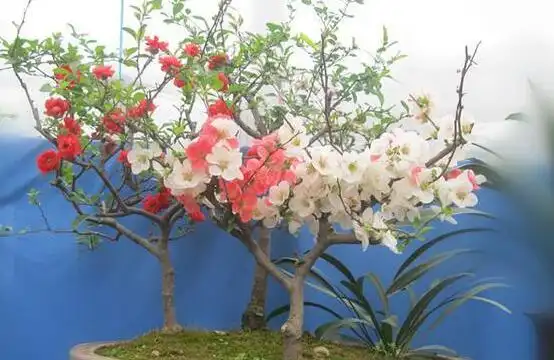 海棠树的风水禁忌,不宜放在庭院中央/窗前(影响运势)