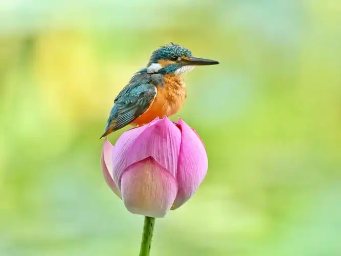 张英强拍的一荷花与翠鸟作品专辑(二)