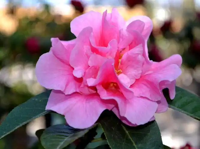 原创摄影《牡丹花》《山茶花》特写 2019.2.11.