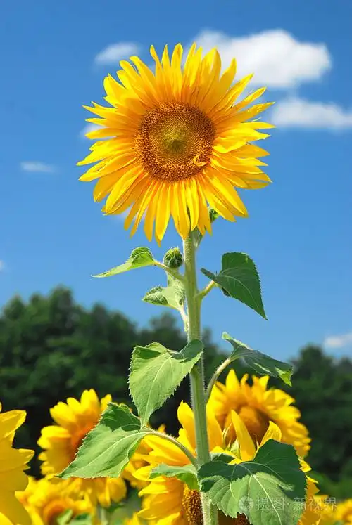向日葵花映衬在蓝天下