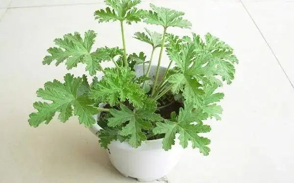 通过这些形容就可以知道驱蚊草强大的功效,很多人喜欢在家养一盆驱蚊