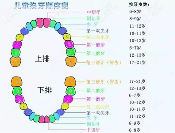 六龄牙坏了怎么办会换吗麻麻知道六龄齿终身不换吗