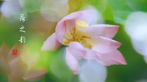 心似莲花开 供奉在佛前