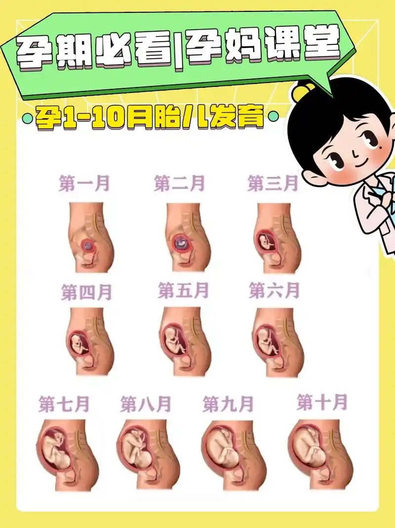 孕妈课堂|孕1-10个月胎儿发育及注意.你知道胎宝宝是如何发 - 抖音