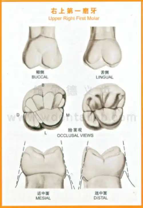 牙齿解剖形态图