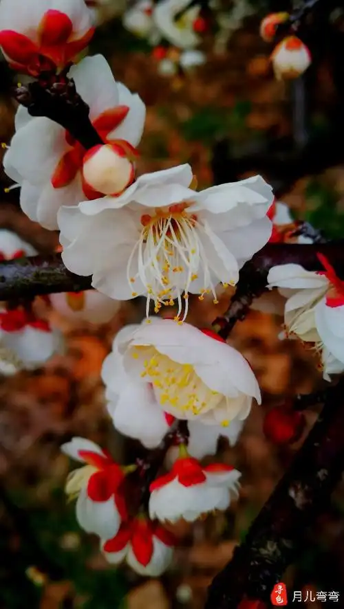 龙游梅是梅花品种中的稀有品种.