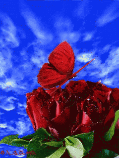 动态鲜花养眼美蝶呼之欲出太美了