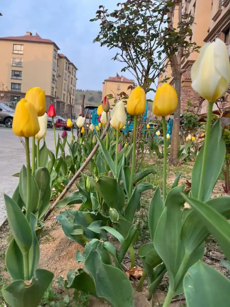 学习打卡 电放提单&单词 - 抖音