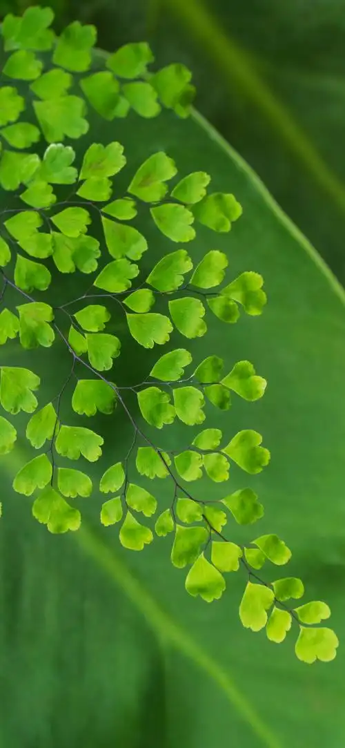 690_1495竖版 竖屏