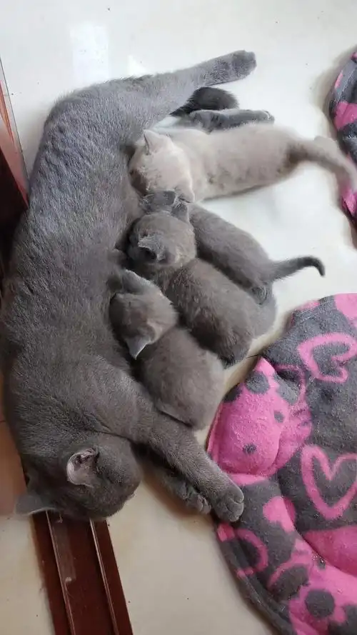 出一窝英短蓝猫