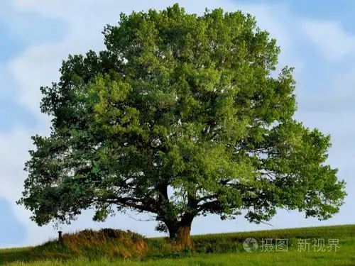 在傍晚的草地边缘上的一棵孤独的大树