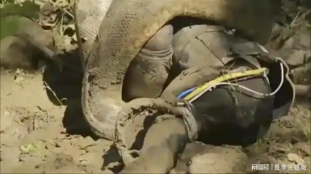 印尼一妇女被身长5米的蟒蛇吞吃 蟒蛇 爬行动物|蟒科|女性|印度尼西亚