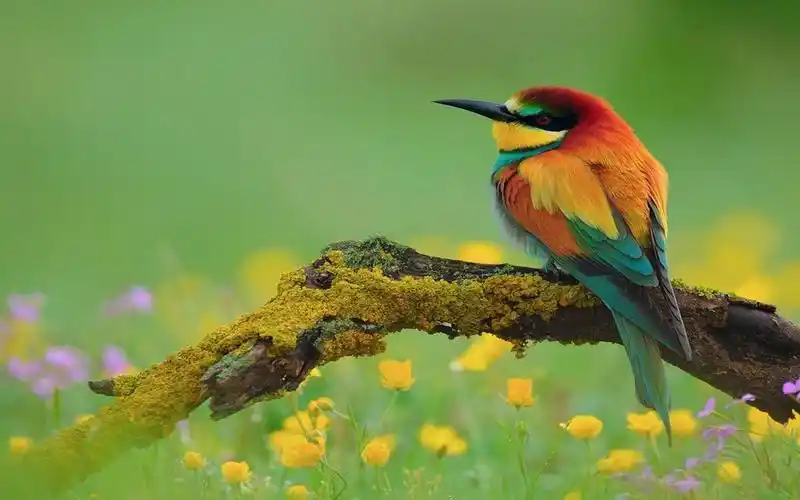 小鸟,小动物,活泼,电脑壁纸,壁纸活泼的小鸟