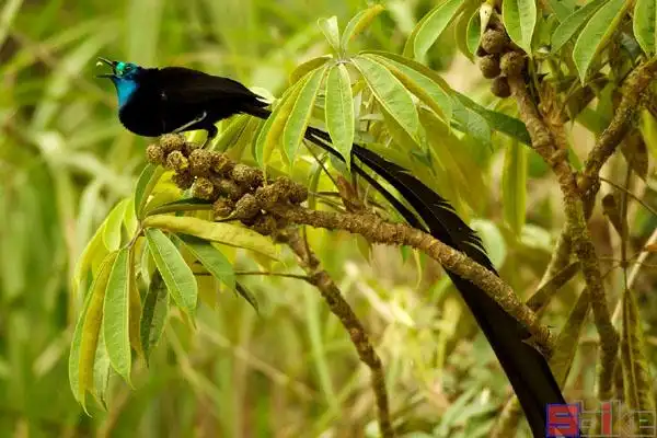 公主长尾极乐鸟